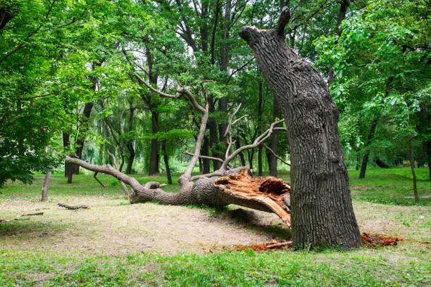 How Our Tree Care Process Works  in  Ash Flat, AR