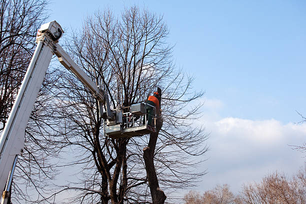 Best Leaf Removal  in Ash Flat, AR